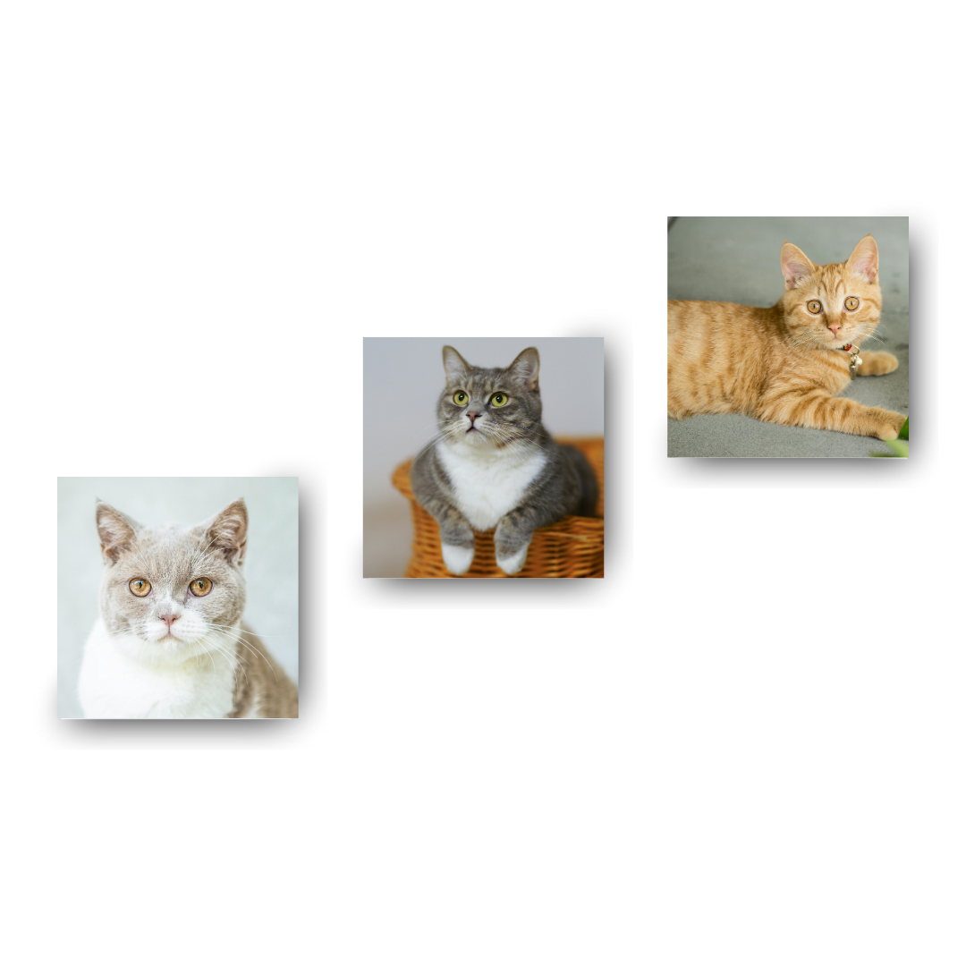 3 Cuadros Canvas Impresión Fotos En Lienzo 30x30 Cm