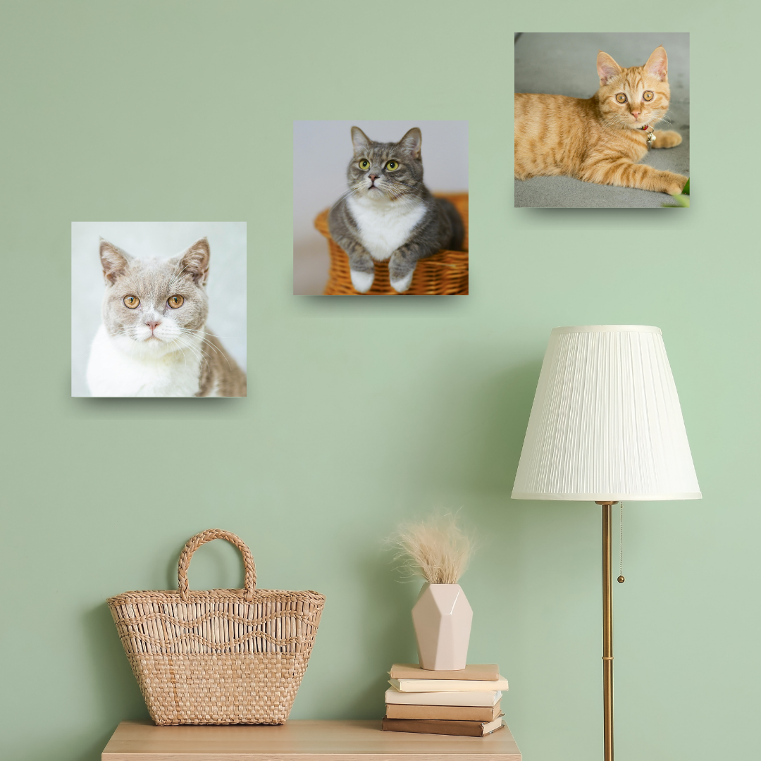 3 Cuadros Canvas Impresión Fotos En Lienzo 30x30 Cm
